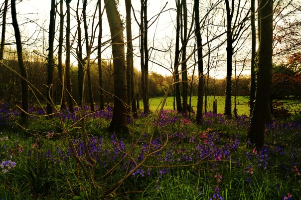 The Bluebell Carpet