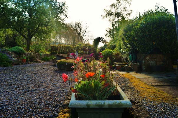 Colours in the Garden