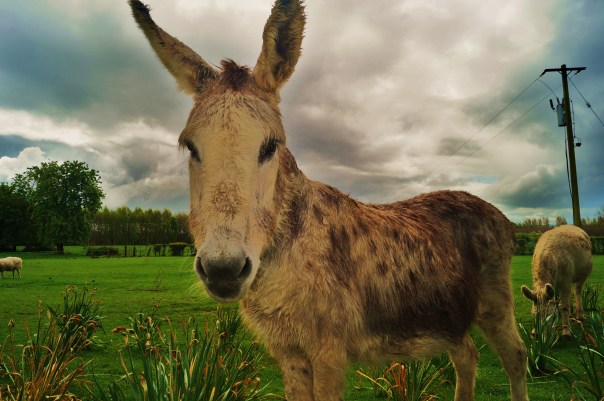 Donkey up close and Personal