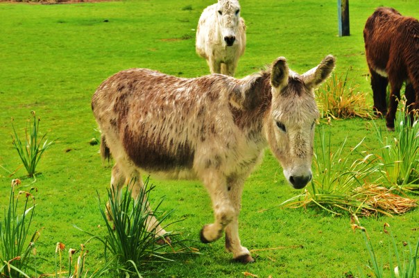 Donkey Walking