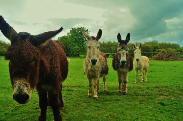 Donkeys You and What Army