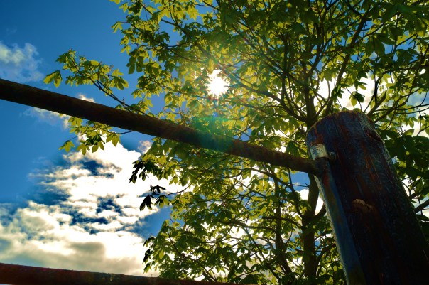Gate and Tree Sun 2