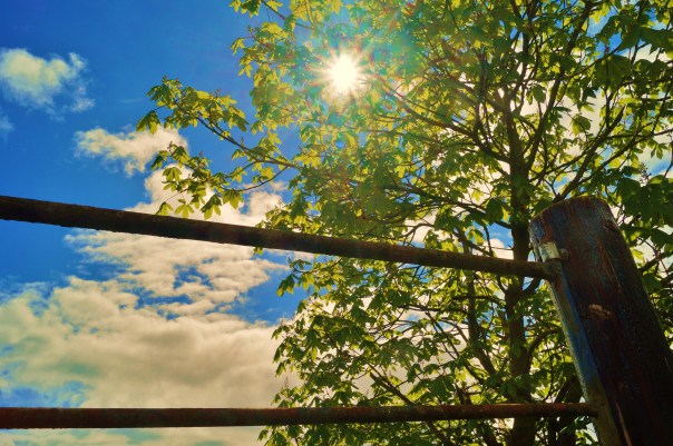 Gate and Tree Sun