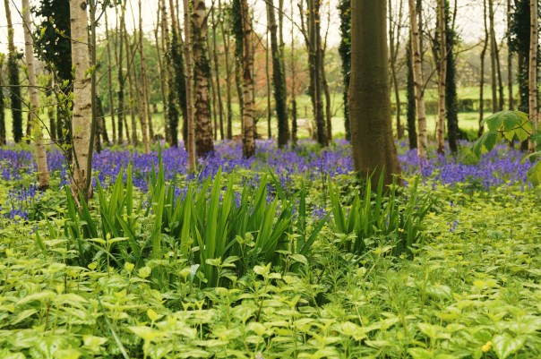 Grass into Bluebells