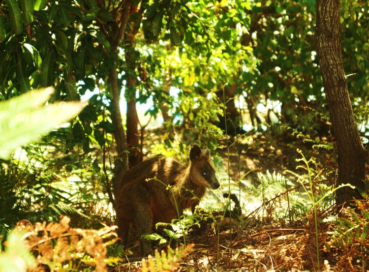 May you all befriend animals