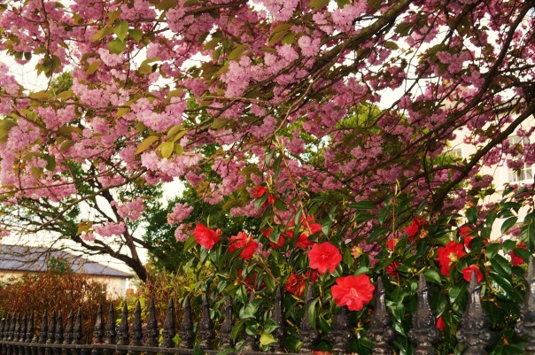 Pink and Red Flowers on Railing