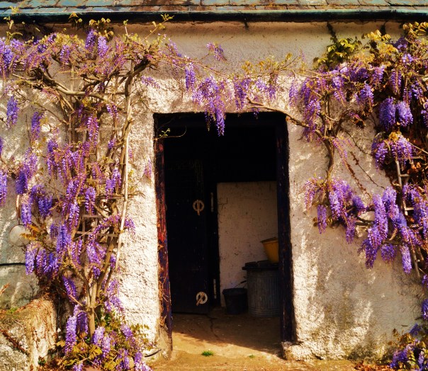 Purple Flowers Door