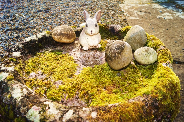 Rabbit and Stones