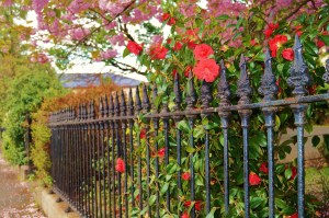 Railing and Flowers