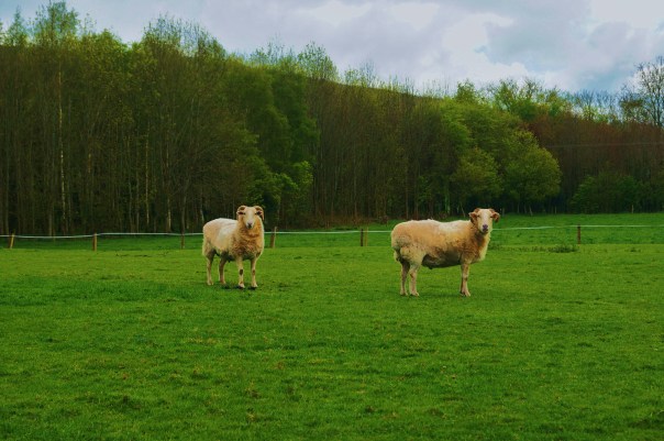 Sheep Say that Again