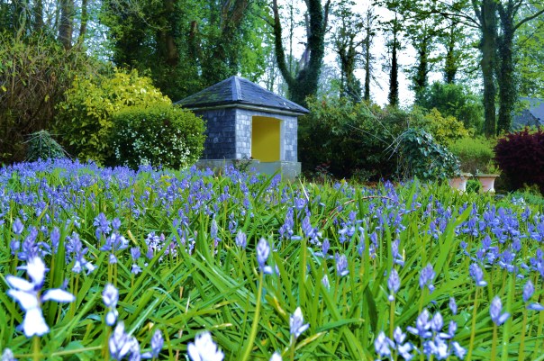 Sunhouse and Bluebells