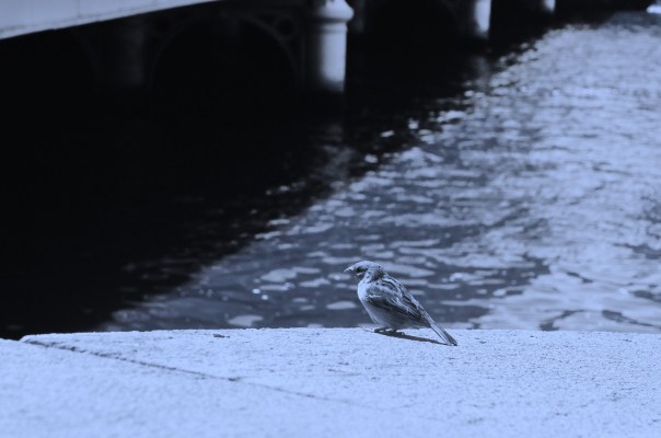 Swallow by the River