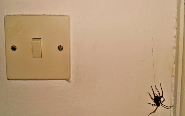 The spider and the Light