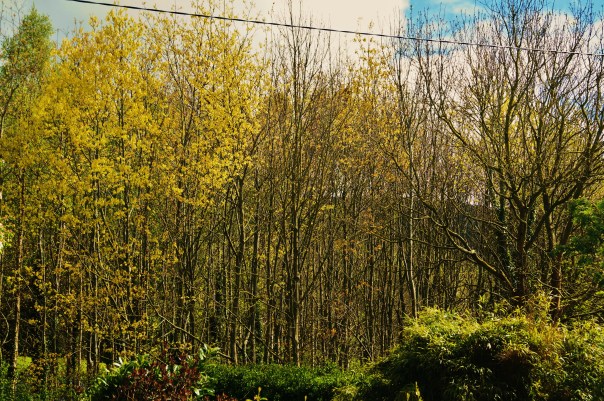 Tree Tops from Pool View