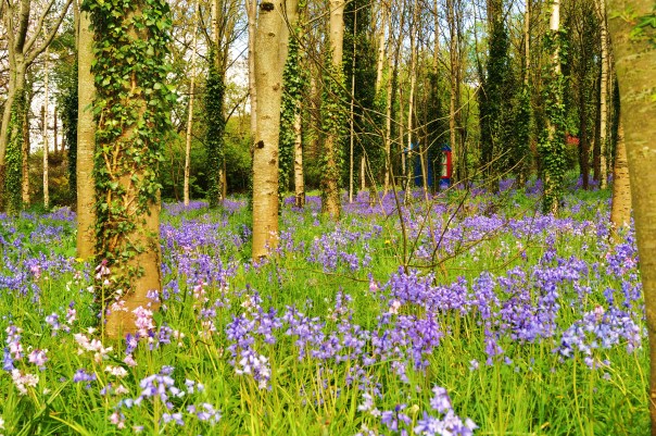 Treehouse Hiding in the Bluebells