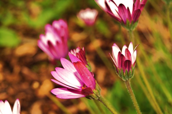 Water in Pink Flowers