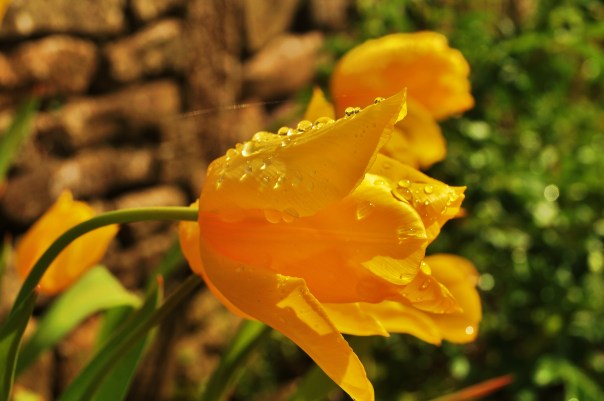 Yellow Tulip