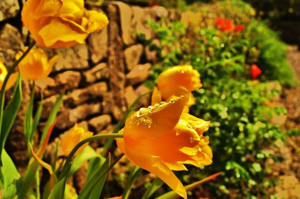 Yellow Tulips and Wall