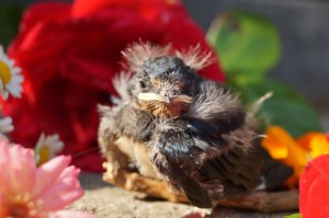 My friend in Carrick-On-Suir. She was a bit tired and grumpy at the start. We cheered her up x