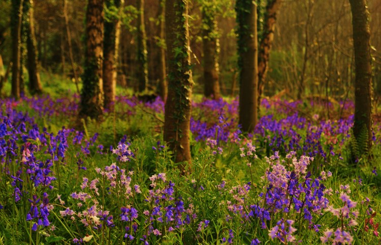 Bluebell Season