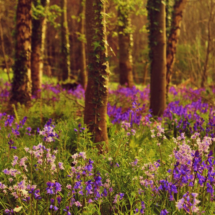 My Bluebell Carpet: Weekly Photo Challenge: Spring