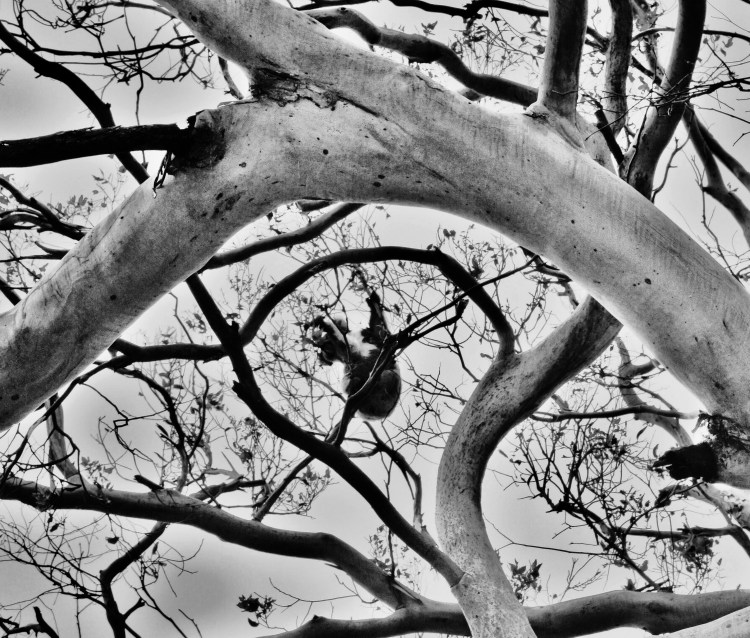 Koala Playing in the Trees in Black and White