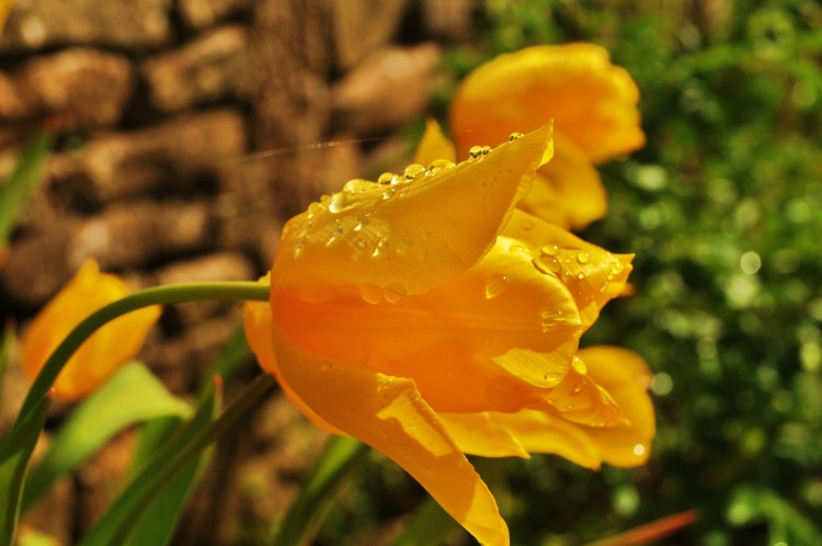 Yellow tulip after the Rain