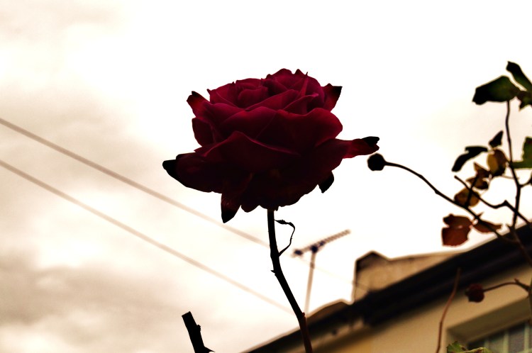 Tuesday's Adventure: Brixton UK