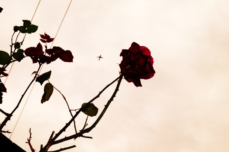 A Wire, A Plane and A Rose