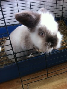 Rooney The Rabbit
