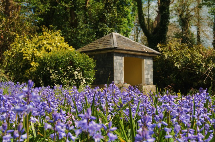 Bluebells and the Sunhouse Sunny