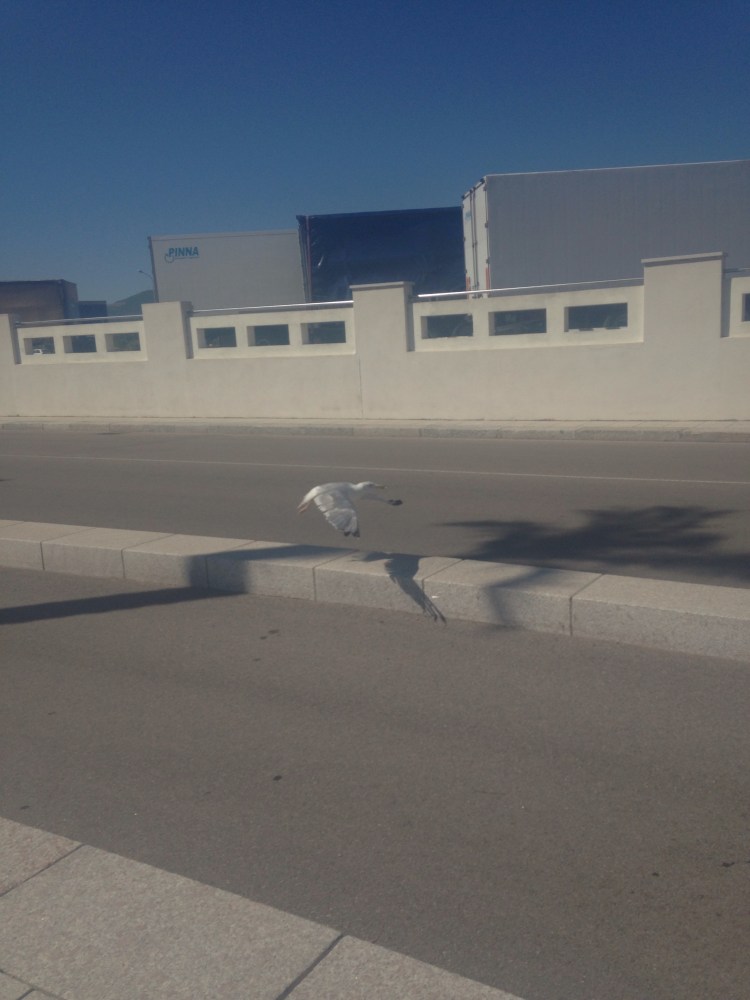 He then fed this Seagull who had a broken leg who stayed with him and kept him company