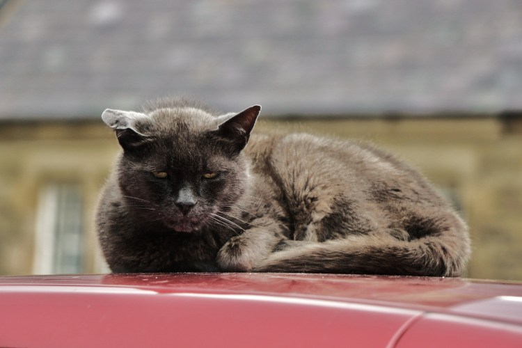 I don't do mornings cat