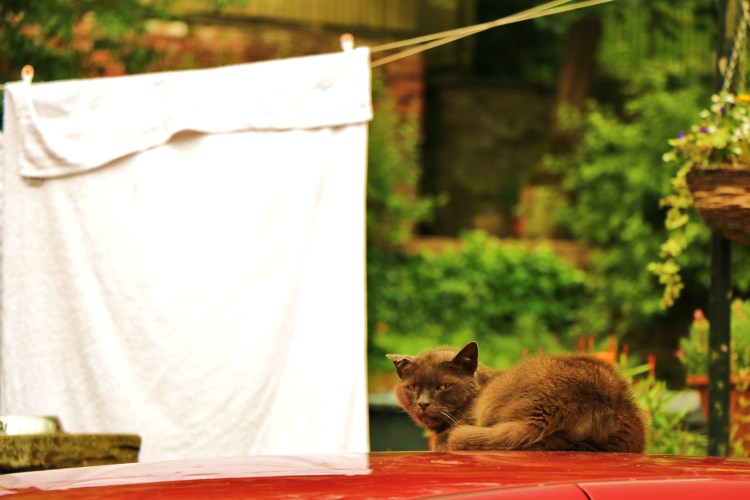 If you come near me cat