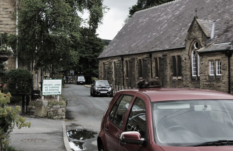 Sleeping Cat on a roof
