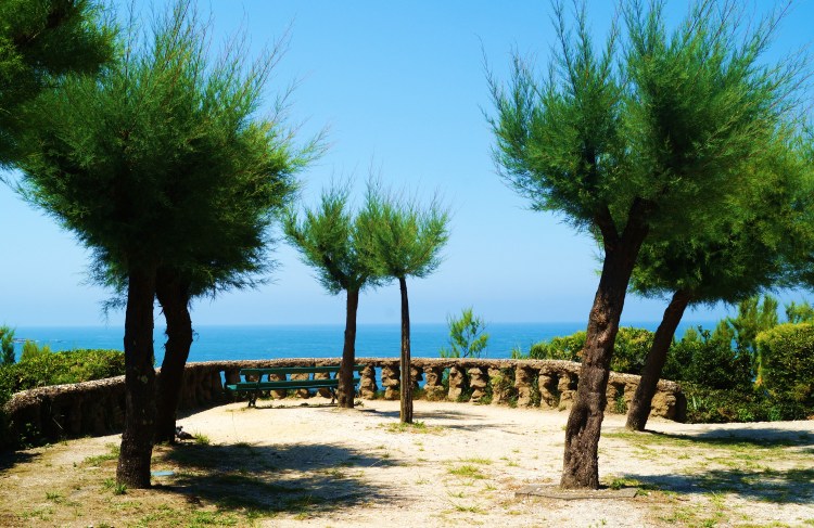Trees and Blue Sky Biarritz