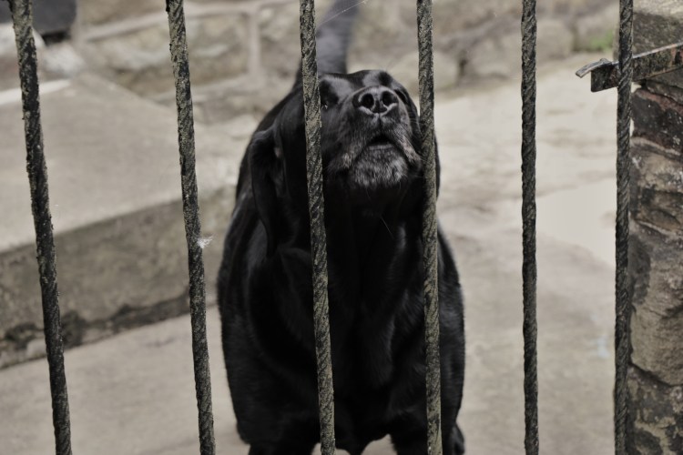 Bark bark let me out