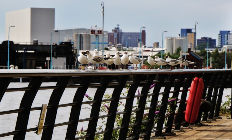 Chilling with the Gang