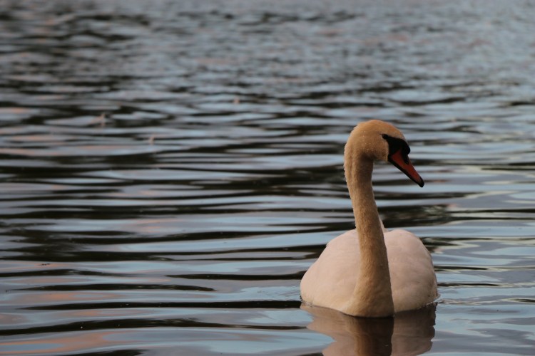 6CC149A5-9ED0-498A-A86D-5200A92CE455